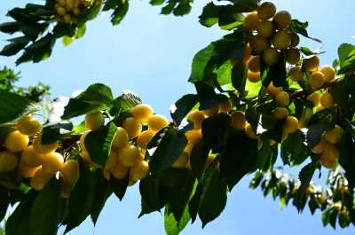 Beyaz Niğde Kirazı